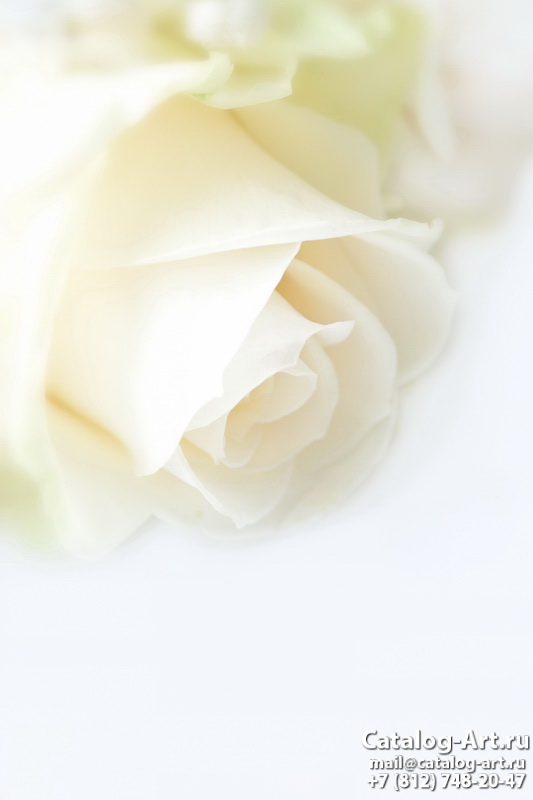 White roses 6